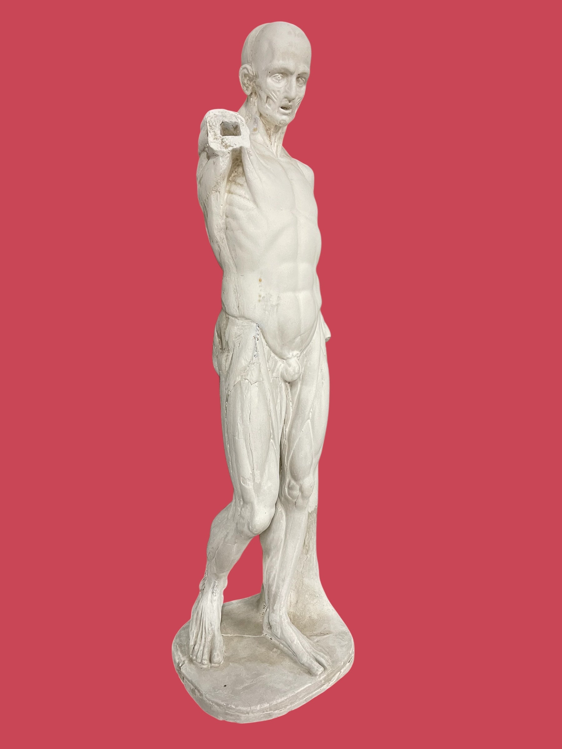 Sculpture en plâtre Écorché d’après Houdon