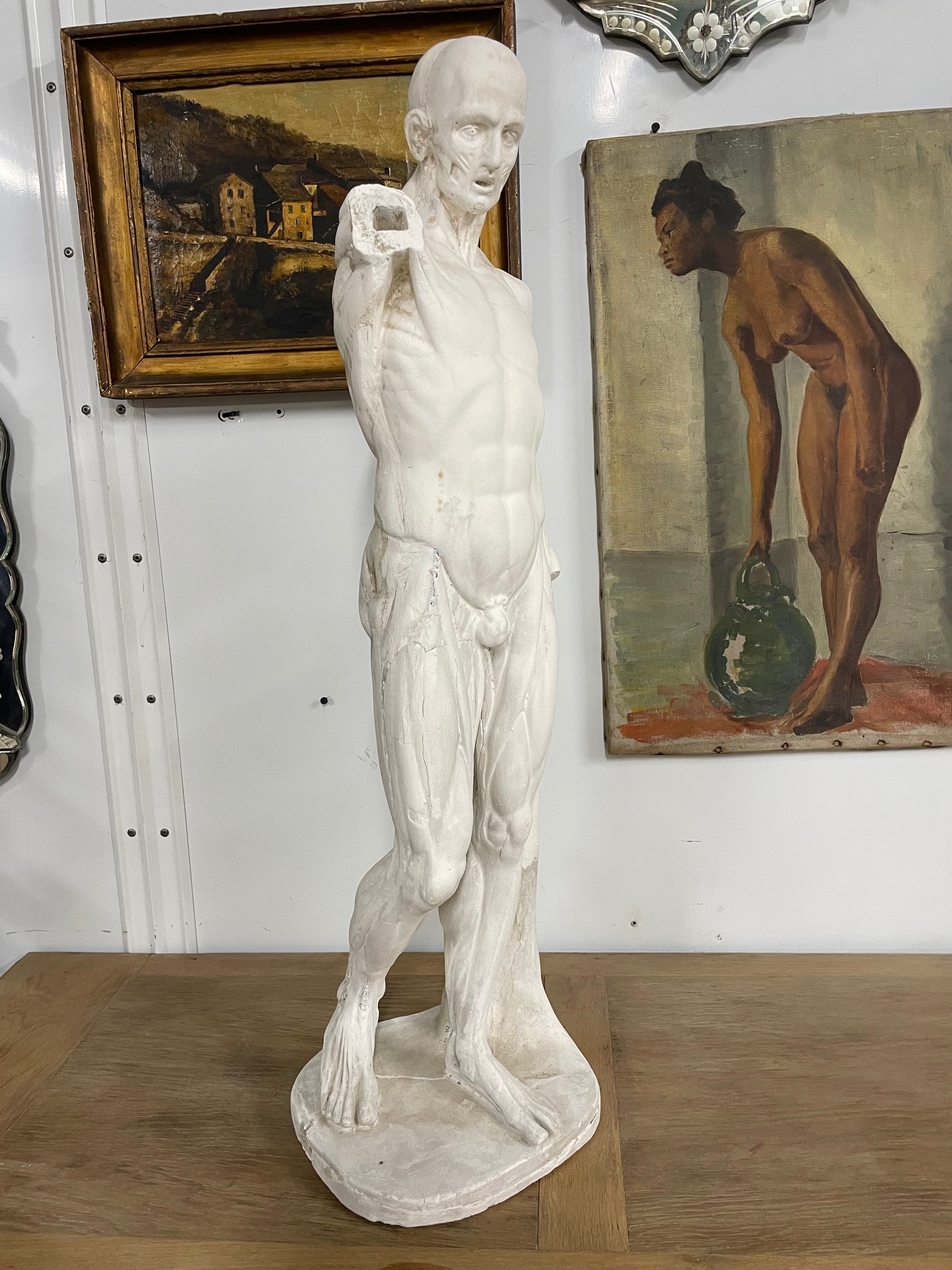 Sculpture en plâtre Écorché d’après Houdon